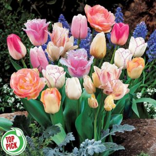 Pretty in Pink Tulip Blend Thumbnail